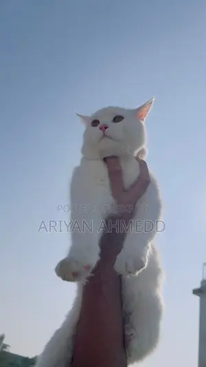 Cat for Sale