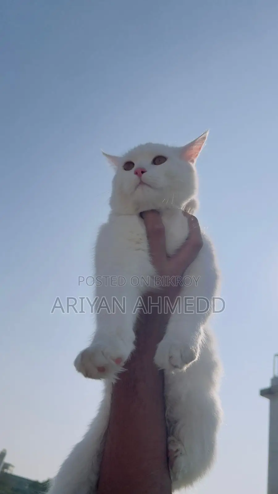 Cat for Sale