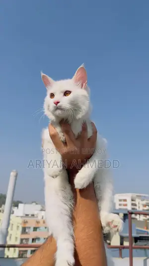Cat for Sale