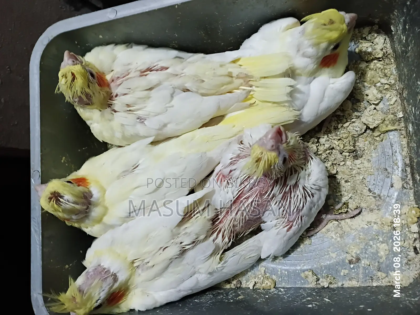 5 Lutino Cockatiel Babies for Sale