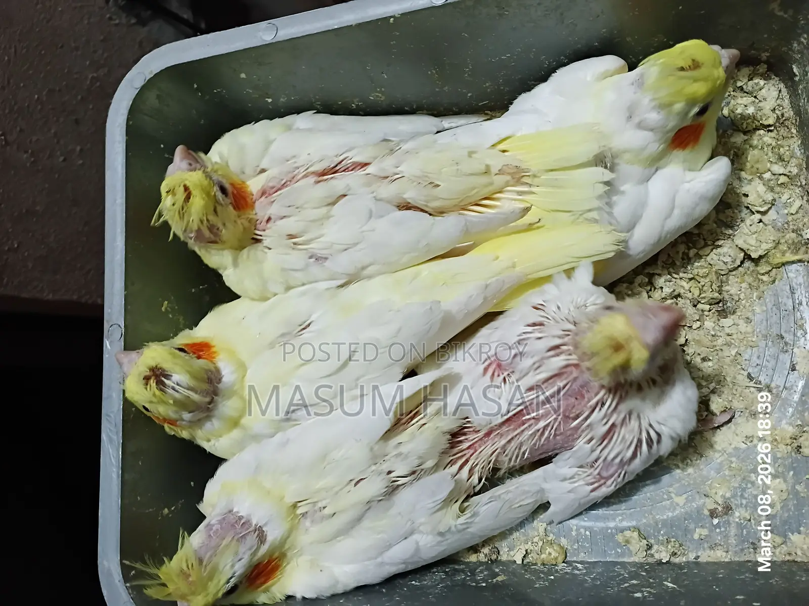 5 Lutino Cockatiel Babies for Sale