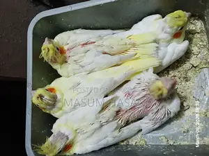 5 Lutino Cockatiel Babies for Sale