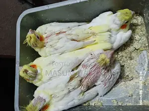 5 Lutino Cockatiel Babies for Sale
