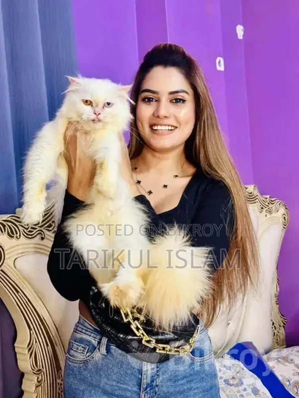 Persian Cat (Odd-Eye) for Sale