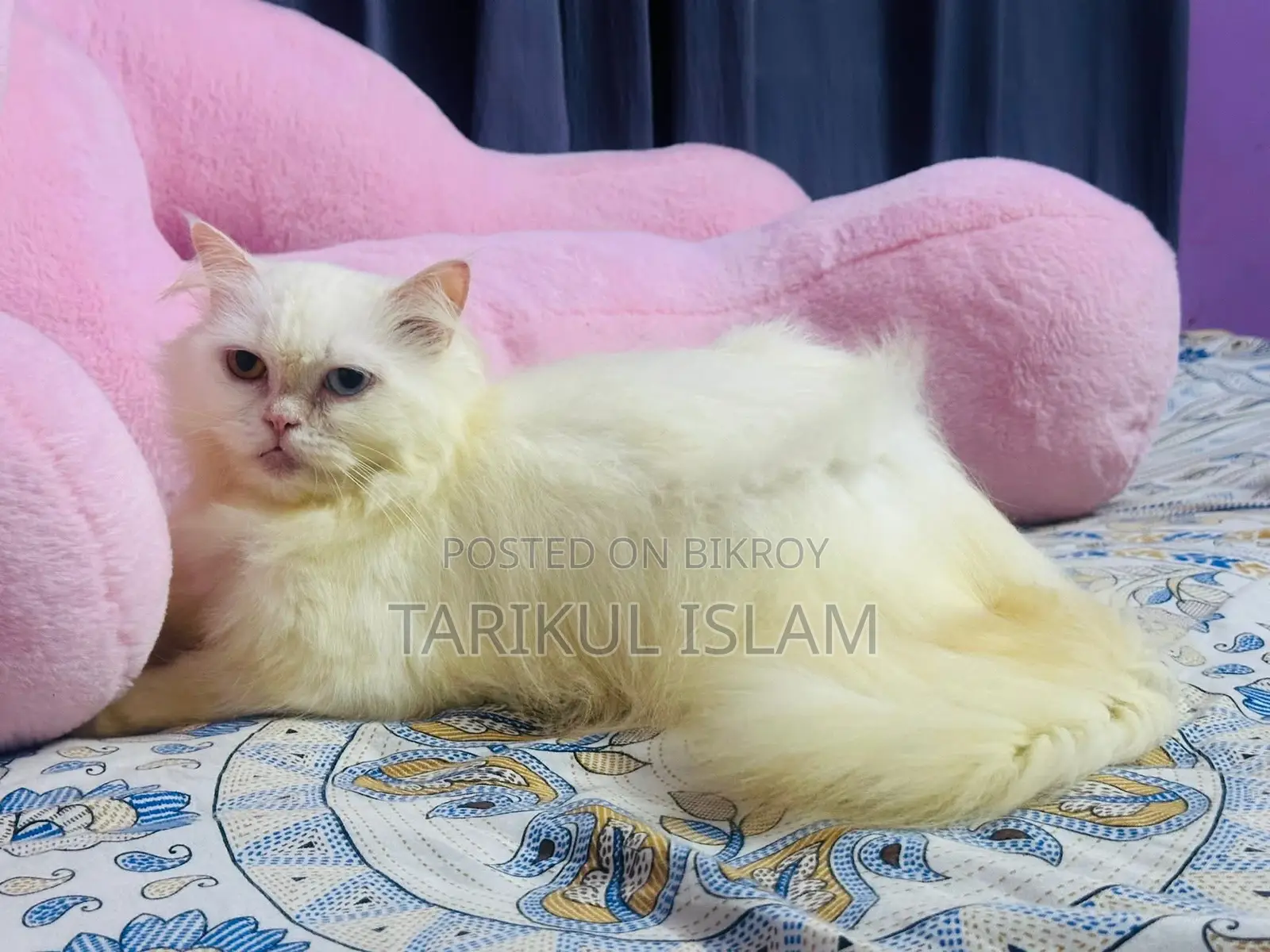 Persian Cat (Odd-Eye) for Sale