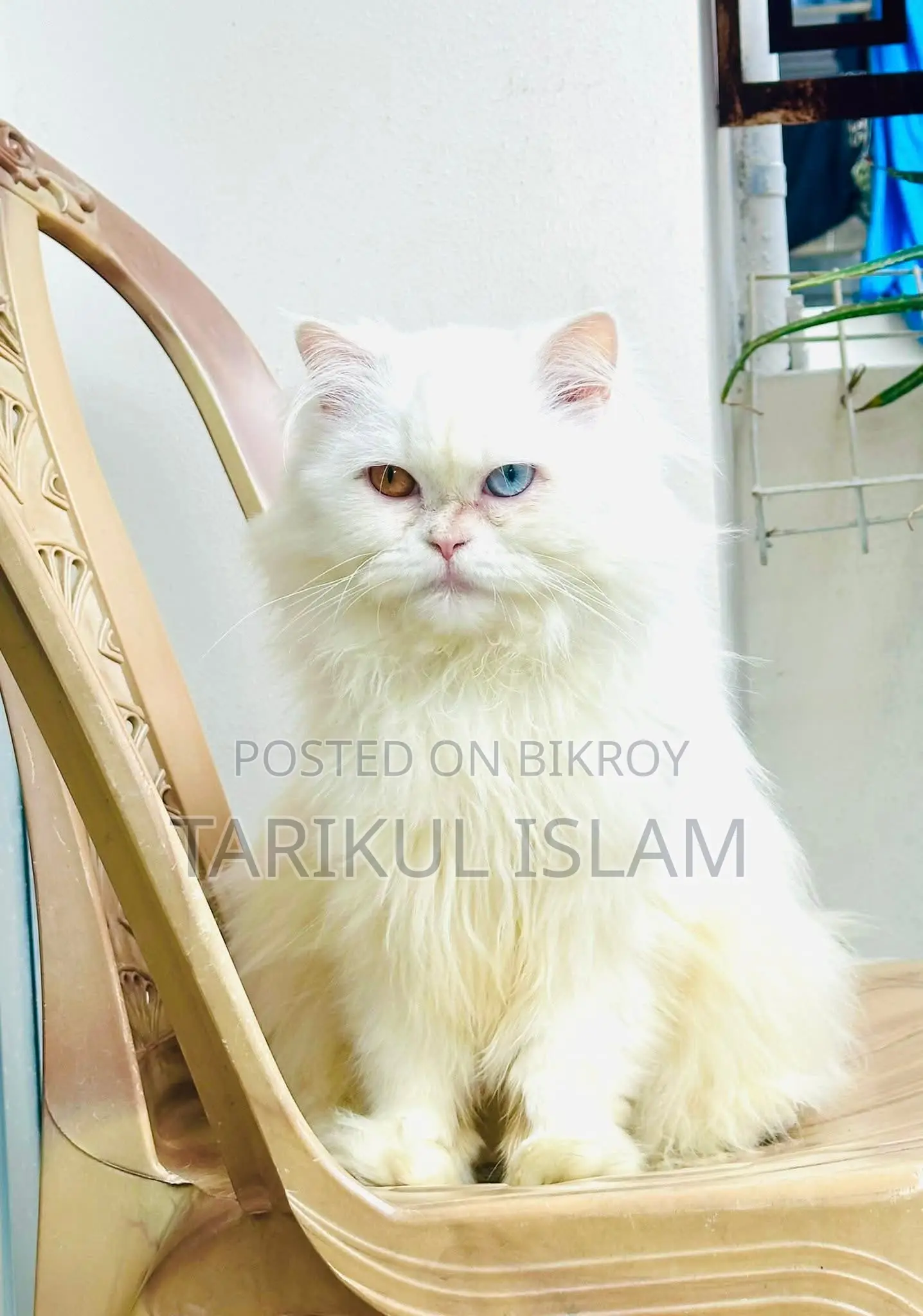 Persian Cat (Odd-Eye) for Sale