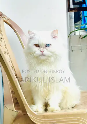 Persian Cat (Odd-Eye) for Sale