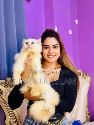 Persian Cat (Odd-Eye) for Sale