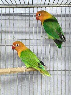 Green Fischer Opaline Lovebird