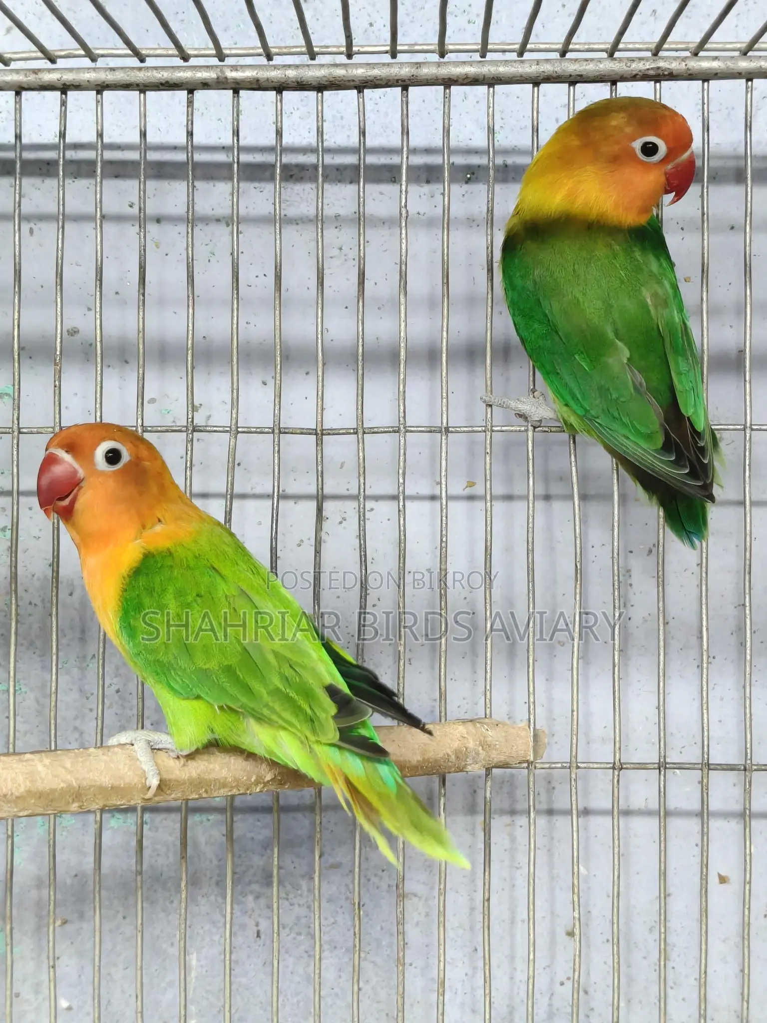 Green Fischer Opaline Lovebird