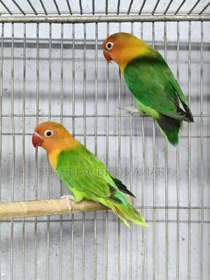 Green Fischer Opaline Lovebird
