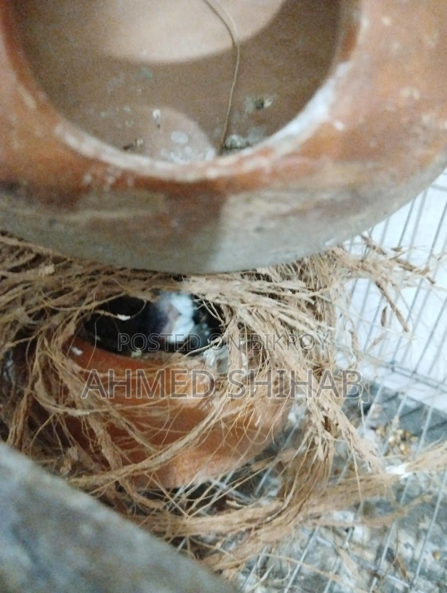 ২ জোড়া বাচ্চা সহ রানিং প্রিন্স পাখি বিক্রি হবে