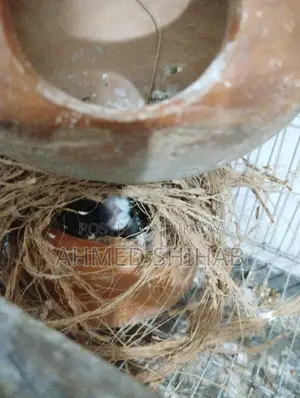 ২ জোড়া বাচ্চা সহ রানিং প্রিন্স পাখি বিক্রি হবে