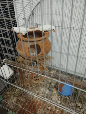 ২ জোড়া বাচ্চা সহ রানিং প্রিন্স পাখি বিক্রি হবে