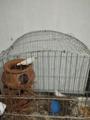 ২ জোড়া বাচ্চা সহ রানিং প্রিন্স পাখি বিক্রি হবে