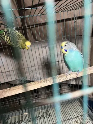 Exchange Running Budgies with Finch Birds