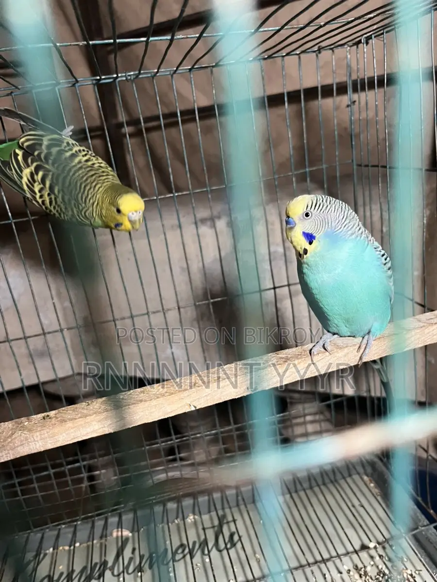 Exchange Running Budgies with Finch Birds