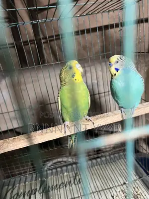 Exchange Running Budgies with Finch Birds