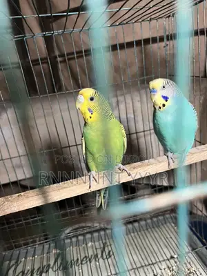 Exchange Running Budgies with Finch Birds
