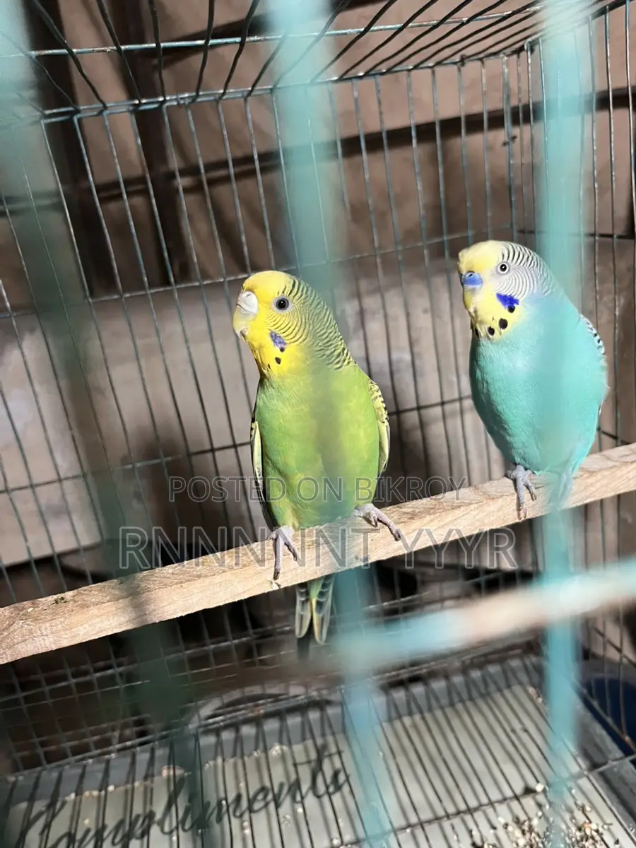 Exchange Running Budgies with Finch Birds