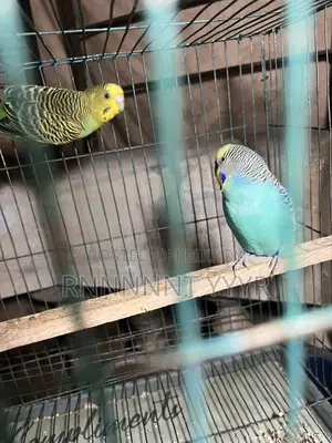Exchange Running Budgies with Finch Birds