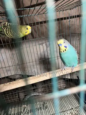 Exchange Running Budgies with Finch Birds