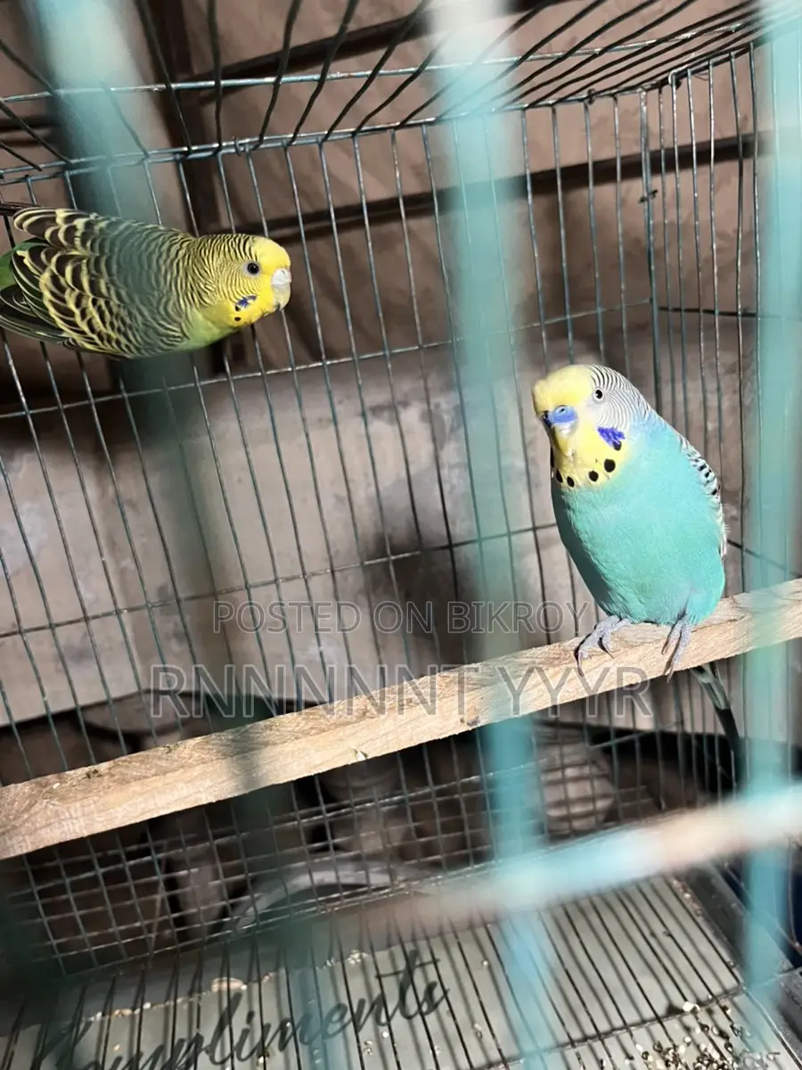 Exchange Running Budgies with Finch Birds