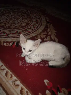 বিউটিফুল বিড়াল