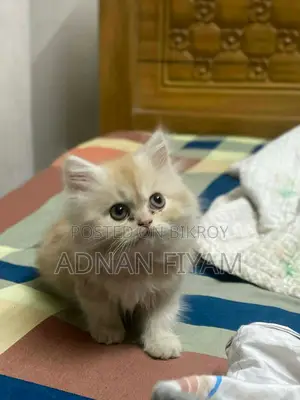 Traditional Persian Cat