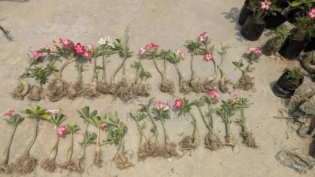 Adenium Flower Plant
