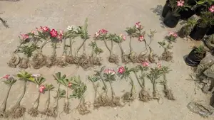 Adenium Flower Plant