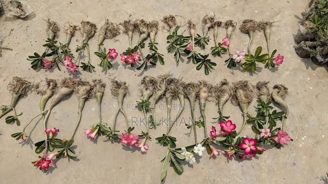 Adenium Flower Plant
