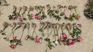 Adenium Flower Plant