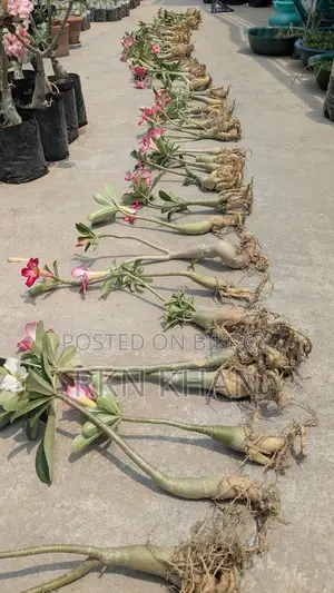 Adenium Flower Plant