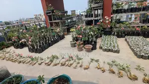 Adenium Flower Plant