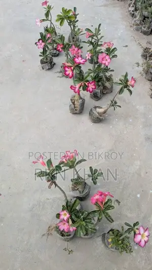Adenium Flower Plant
