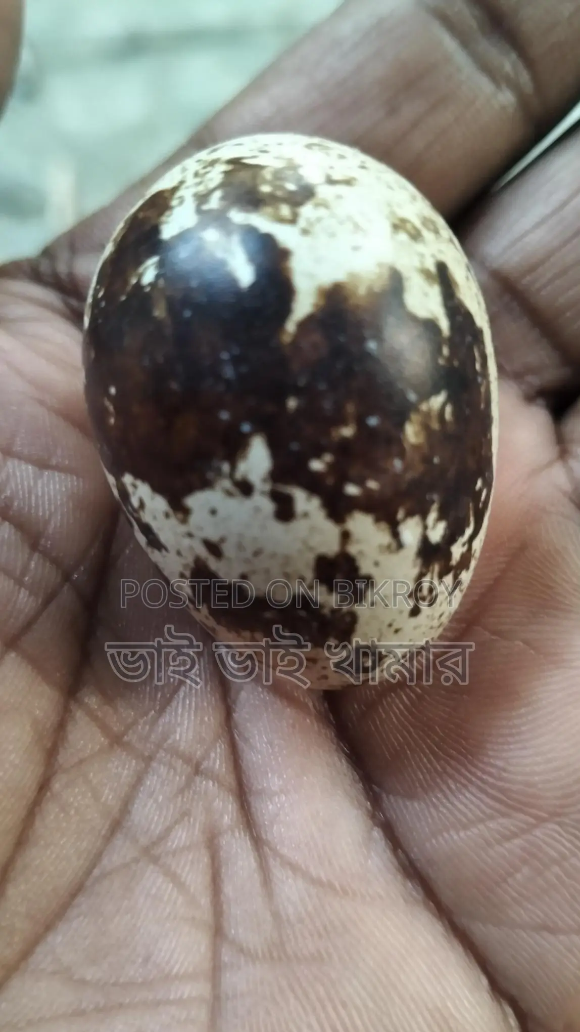 Quail Hatching Eggs