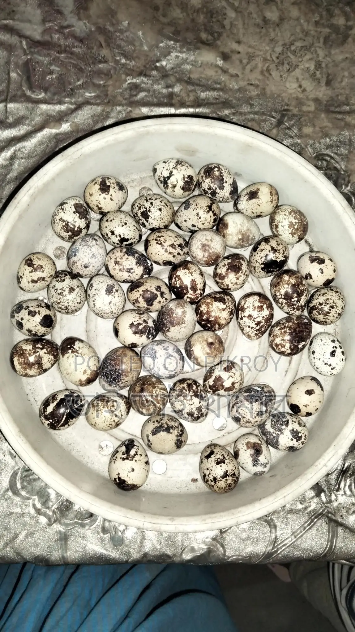 Quail Hatching Eggs