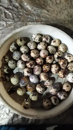 Quail Hatching Eggs