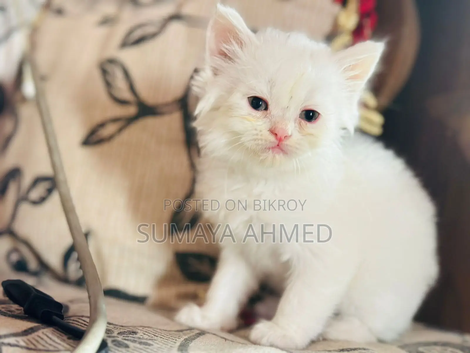 Dollface Triple Coat Persian Cat