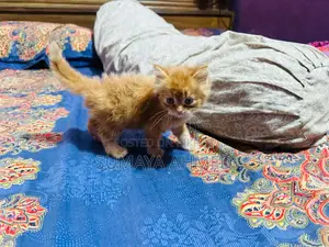 Dollface Triple Court Persian Cat