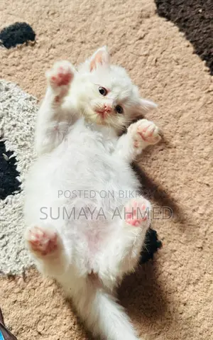 Dollface Triple Coat Persian Cat