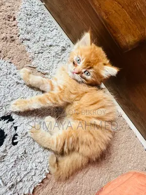 Dollface Triple Coat Persian Cat