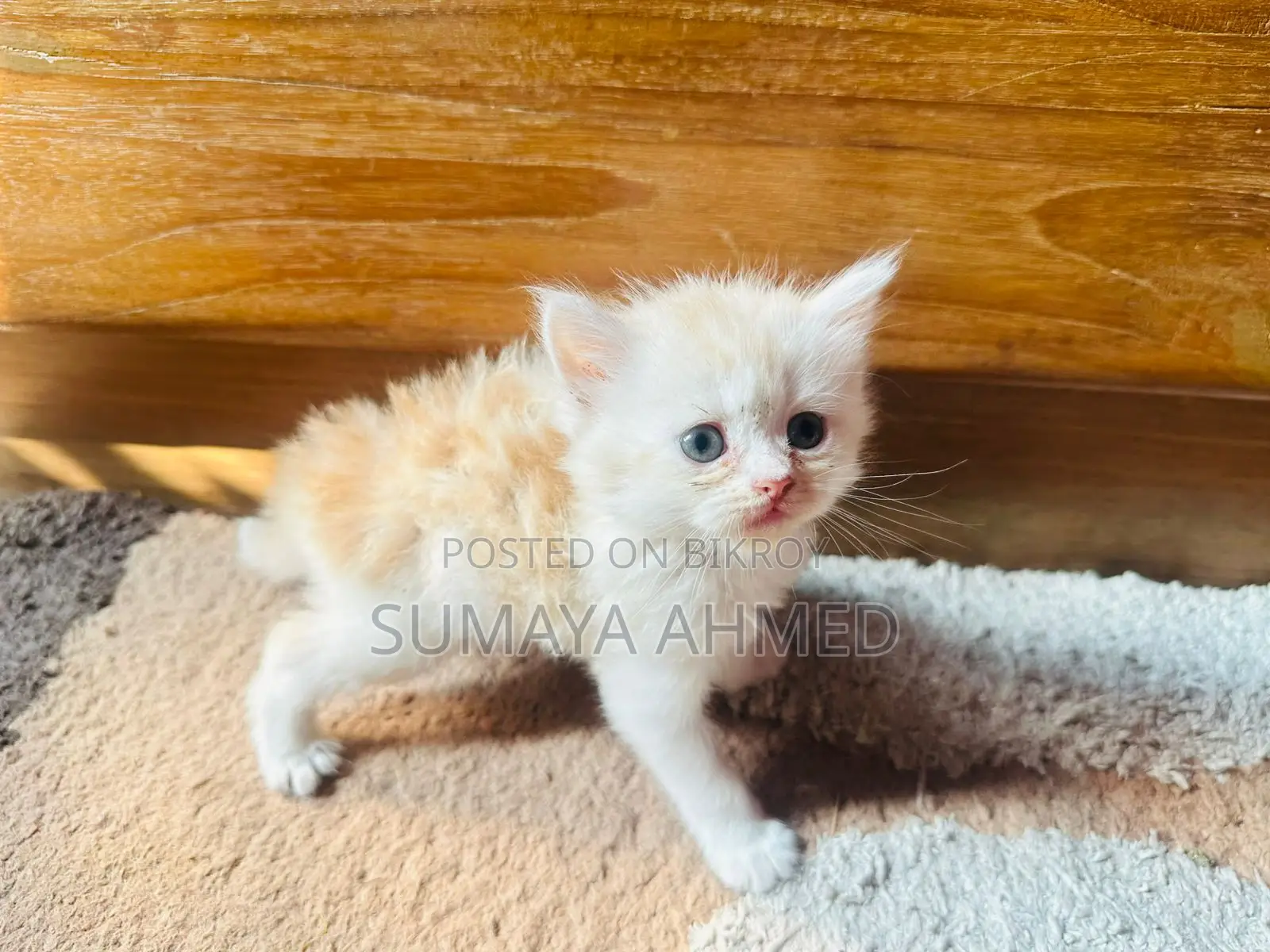 Dollface Triple Coat Persian Cat