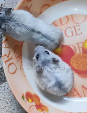 Winter Hamsters (7 pcs)