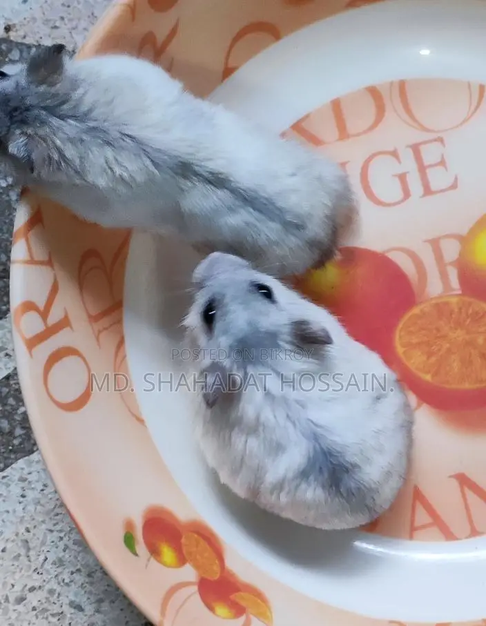 Winter Hamsters (7 pcs)