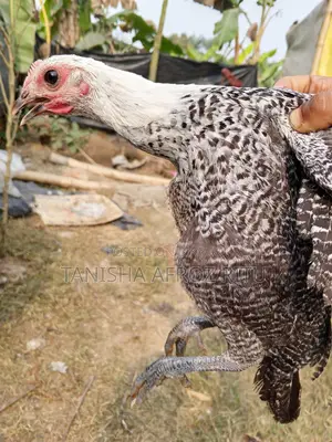 ফাওমি মুরগি