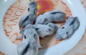 Winter Hamsters (7 pcs)