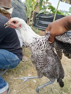 ফাওমি মুরগি