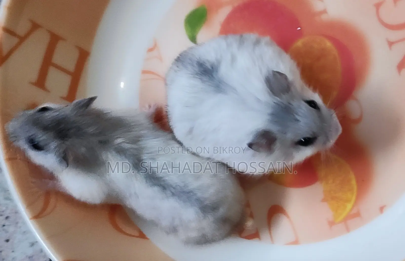 Winter Hamsters (7 pcs)